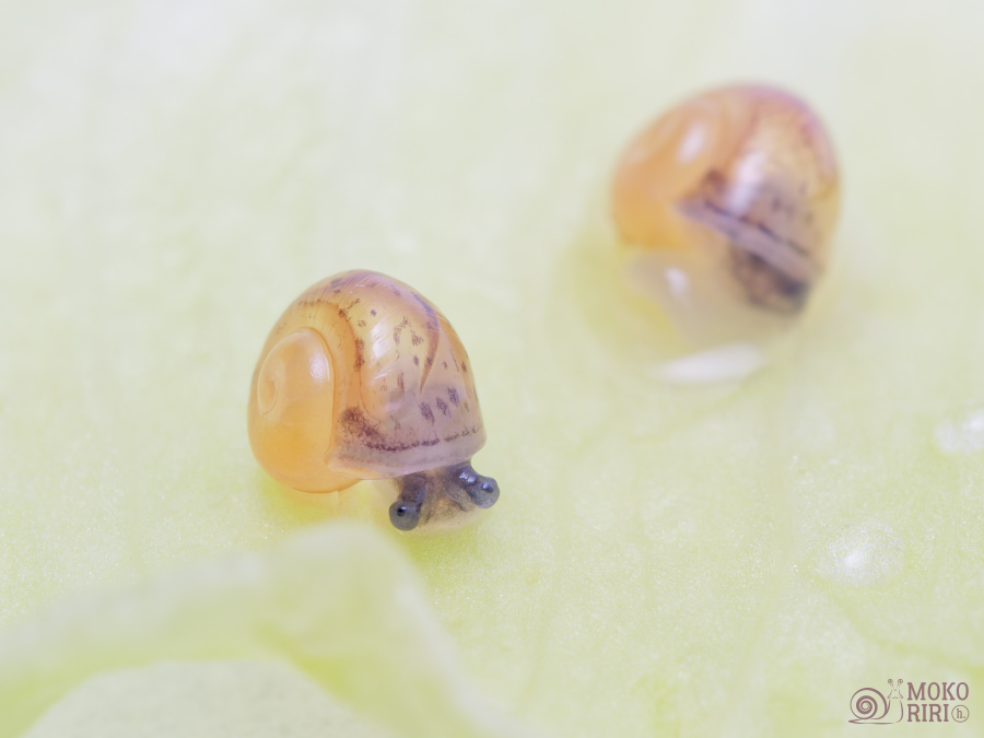 snails (@hdot_mokoriri) / Posts / X