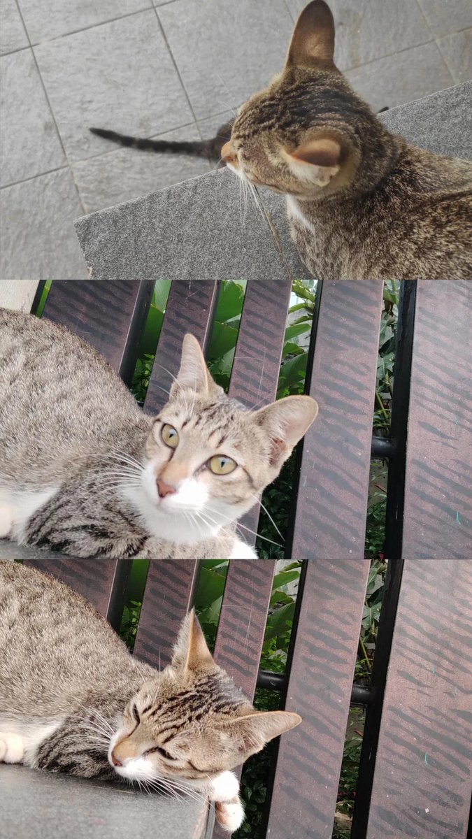 RJ | jasa review cv | open adopt kucing tweet media