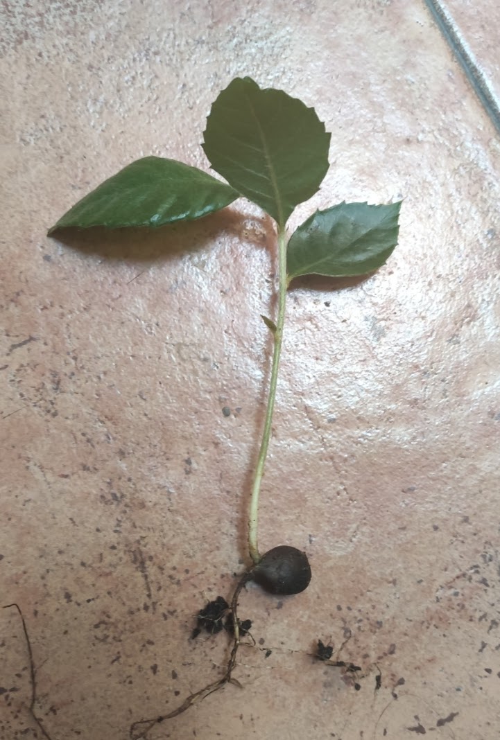 Hoy marcha senderismo desde #Mostoles Central pasando por #Alcorcón y recorriendo la Zona Norte, Vereda de Castilla, hasta Cuatro Vientos donde tomaremos un buen café. 
Mientras caminamos, aprovecharemos para hacer alguna plantación Es lo que llamamos #PLANTando 
Duración 1,5 h