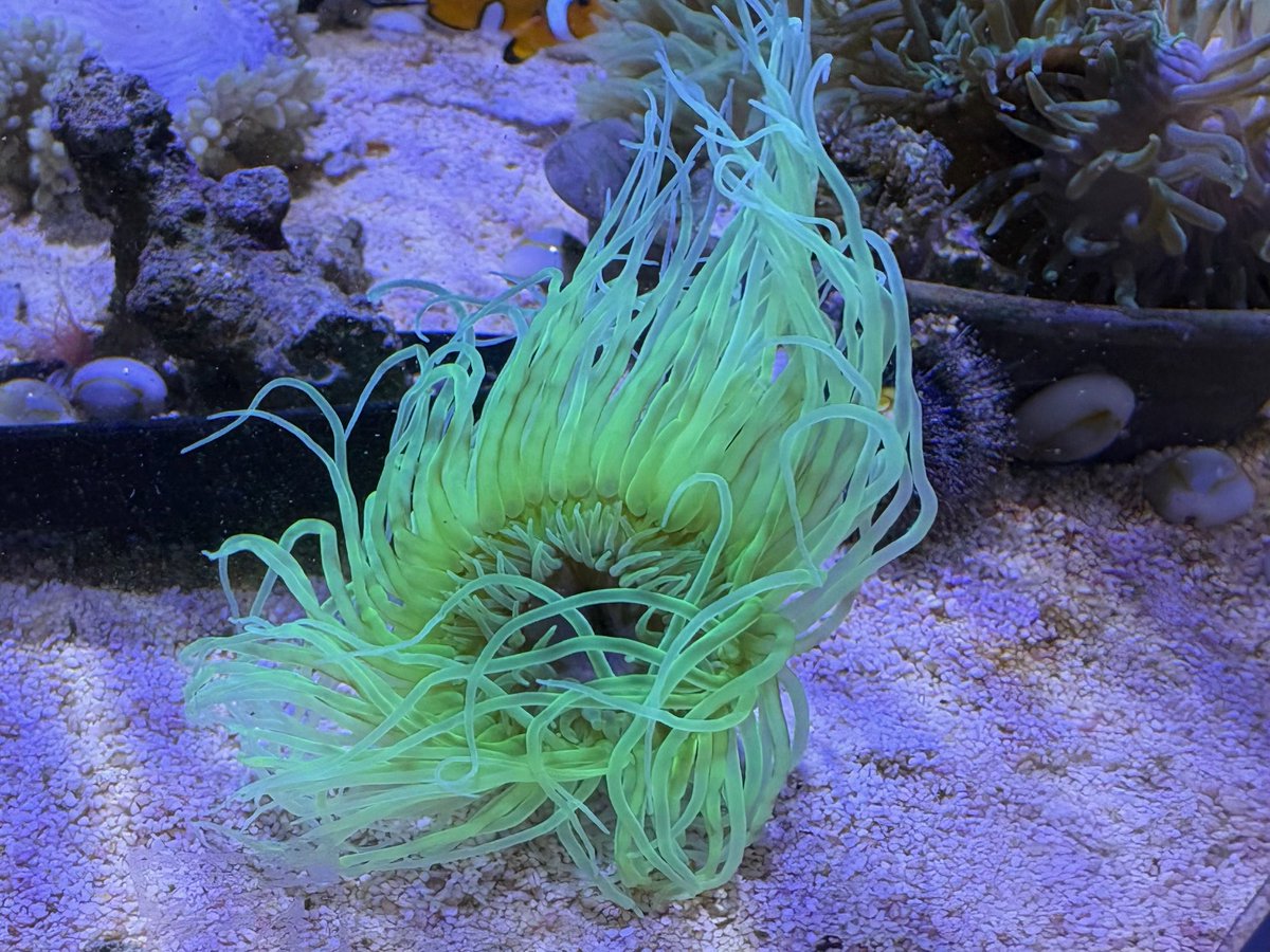 本日は定休日ですが、昨日買い付けをしてきた生体を一挙にブログでご