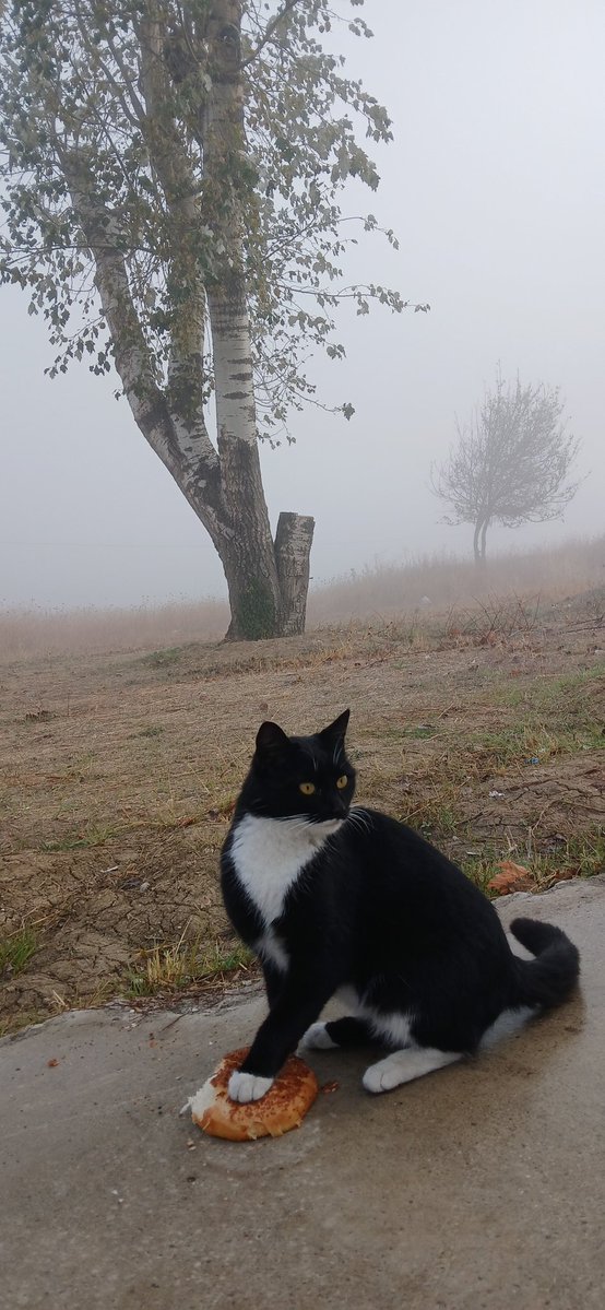 Kemikbahce's tweet image. Yola değil,hayata düştük bu sabah…
Sisin içinde bir siyah kedi..
Sanki bir şehrin kaderi,bir insanın sessizliği
ve bir kedinin bakışı aynı noktada buluştu.
Günaydın… 

#günaydın #kedi #sis #simit #livaneliesintisi #şehirruhuhali #minimal

📸