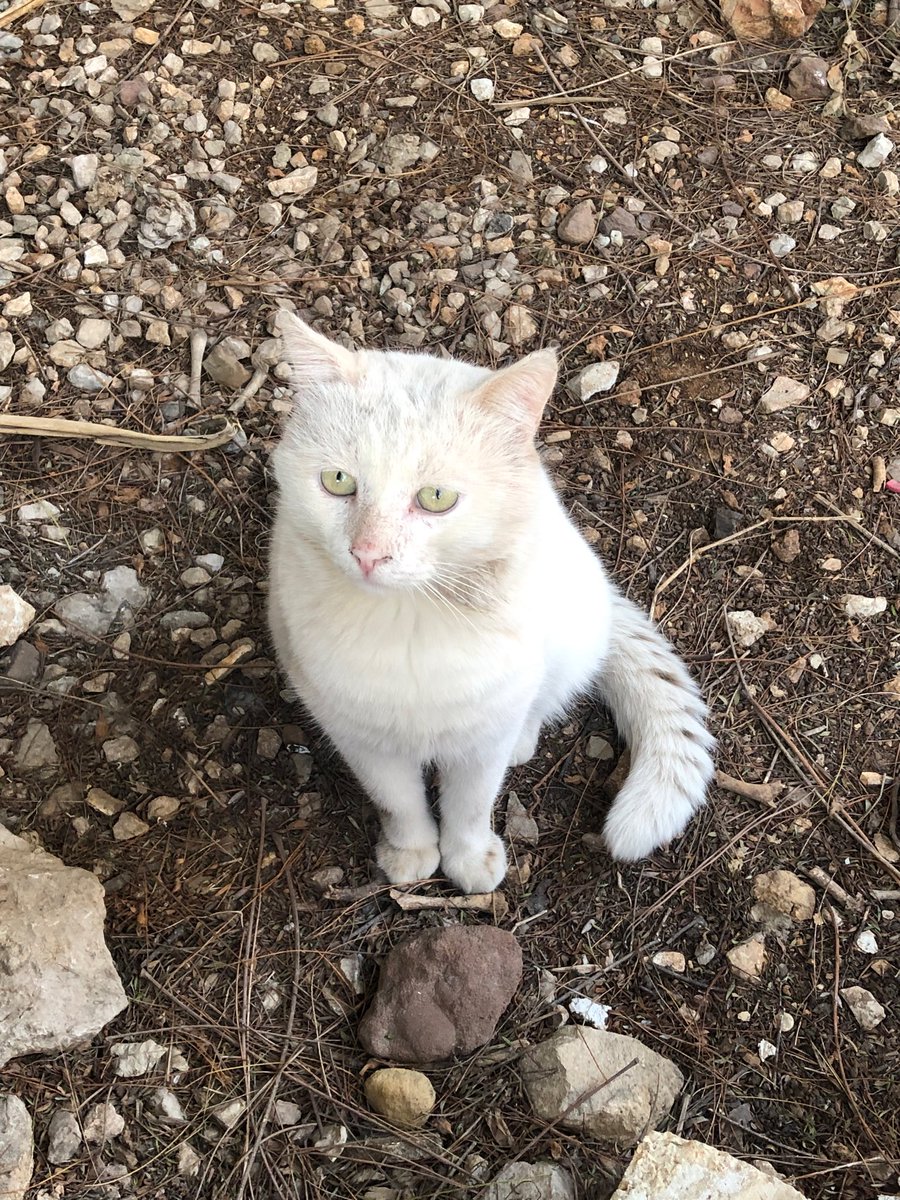 Lovely day dear friends…🌷🍂☕️🐈🩷🤍🩷
My photo 📸

#GoodMorningEveryone 🌷 #CoffeeTime ☕️ #CatsLover 🐈 #BeKindAlways 🩷 #PeaceAndLove 🕊️