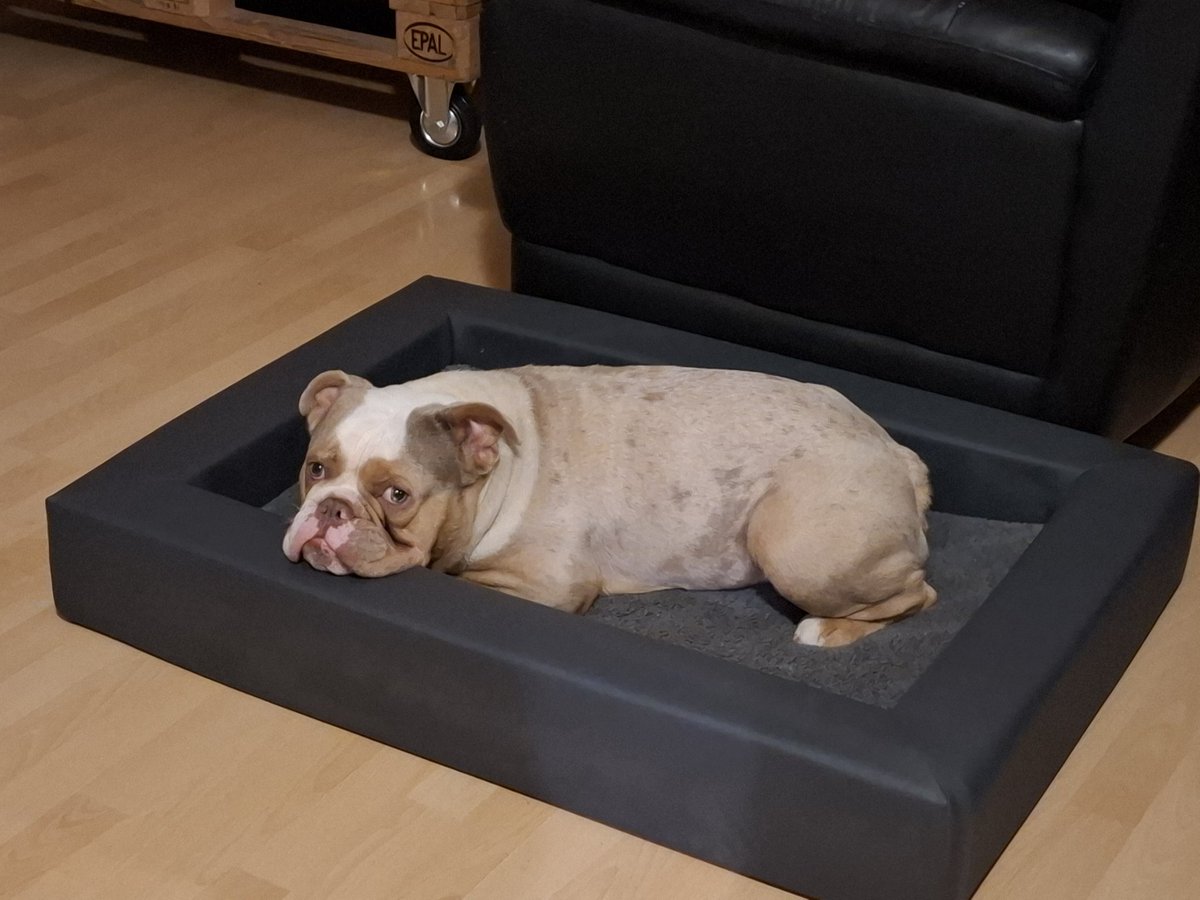 Dickerchen möchte nicht aufstehen 😇🤭🥰