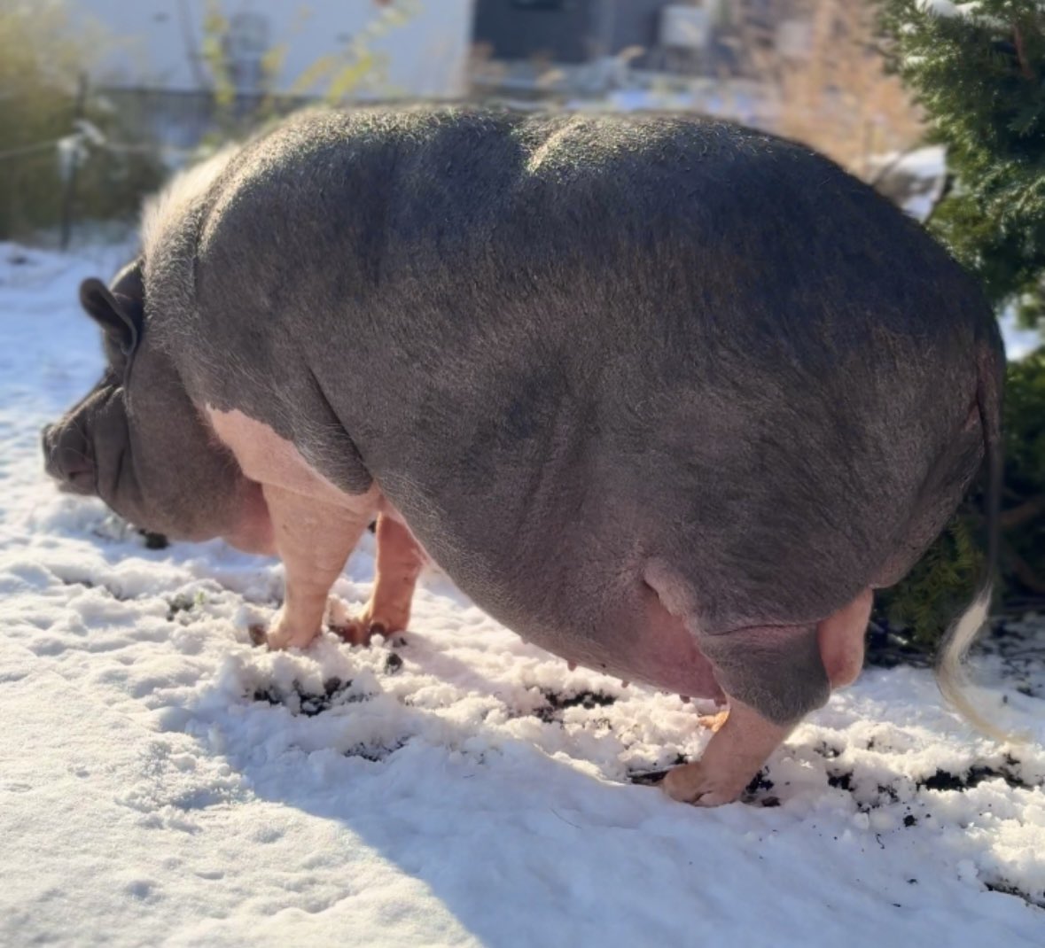 Buhibooo's tweet photo. 普段さむくて外に一切出ないのにうんちを3Rしたらハイになり敷地の雪を駆け抜けて川にまで飛び込もうとした豚 https://t.co/OOT0q1EZXw