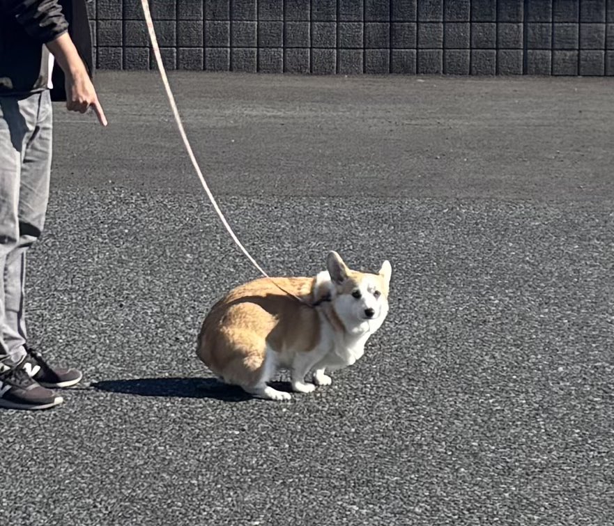 CorgiMog's tweet image. 広い舞台を掌握するプリマドンナ🩰
もとい、プリプリマドンナ
#コーギー #コーギーのいる暮らし #corgi