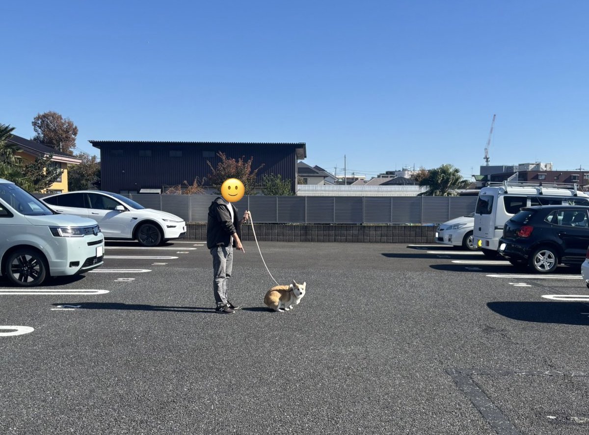 CorgiMog's tweet image. 広い舞台を掌握するプリマドンナ🩰
もとい、プリプリマドンナ
#コーギー #コーギーのいる暮らし #corgi