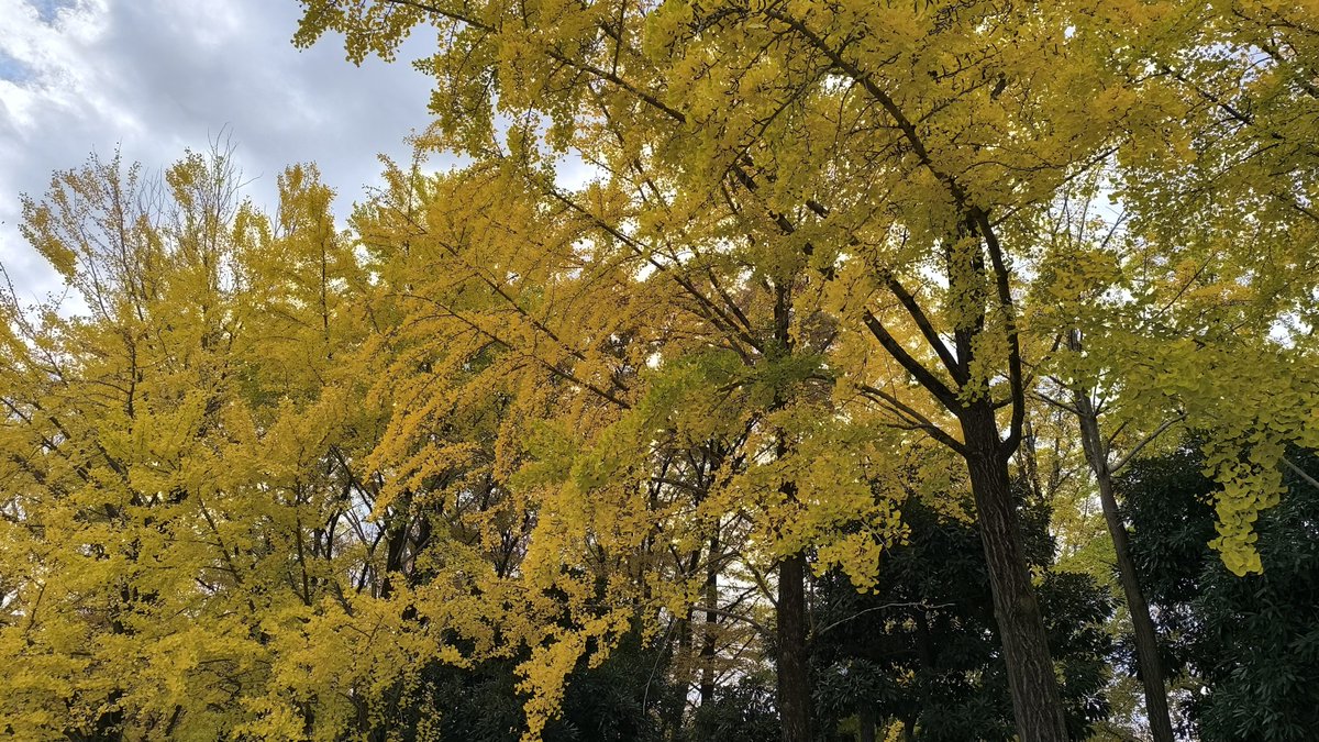 tobing_X's tweet image. 11/18の良かったこと

①テレワークした👨‍💼
②ウォーキングした🚶‍♂️
③ようやくWormhole/Yumi AraIが届いた💿

昨日のユーミンライブから一転、平凡な日常が戻ってきてしまいました😅

今週はもう一件イベントがあり、それを糧に頑張ります💪

#ホメ療法 
#みんなdeポジティブ人間化 
#ポジティブ日記