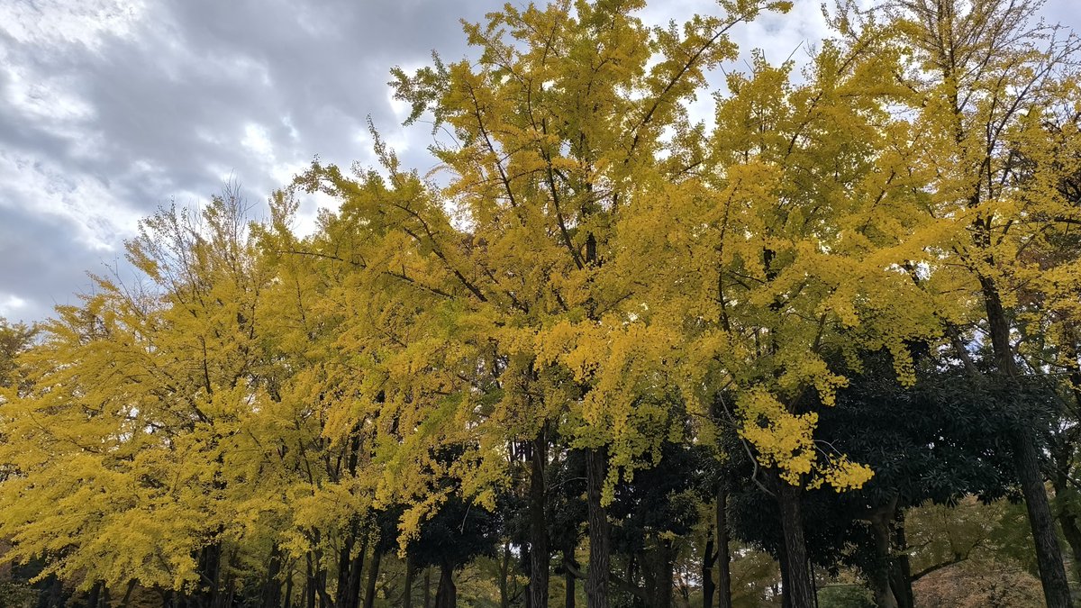 tobing_X's tweet image. 11/18の良かったこと

①テレワークした👨‍💼
②ウォーキングした🚶‍♂️
③ようやくWormhole/Yumi AraIが届いた💿

昨日のユーミンライブから一転、平凡な日常が戻ってきてしまいました😅

今週はもう一件イベントがあり、それを糧に頑張ります💪

#ホメ療法 
#みんなdeポジティブ人間化 
#ポジティブ日記