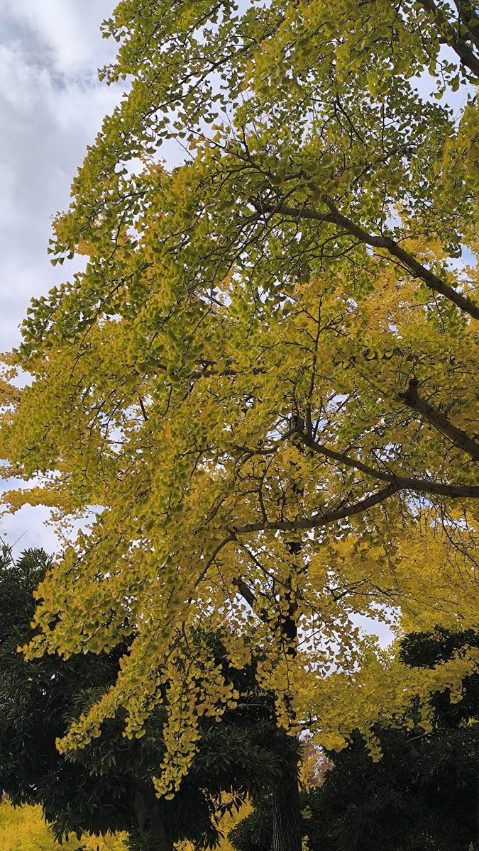 tobing_X's tweet image. 11/18の良かったこと

①テレワークした👨‍💼
②ウォーキングした🚶‍♂️
③ようやくWormhole/Yumi AraIが届いた💿

昨日のユーミンライブから一転、平凡な日常が戻ってきてしまいました😅

今週はもう一件イベントがあり、それを糧に頑張ります💪

#ホメ療法 
#みんなdeポジティブ人間化 
#ポジティブ日記