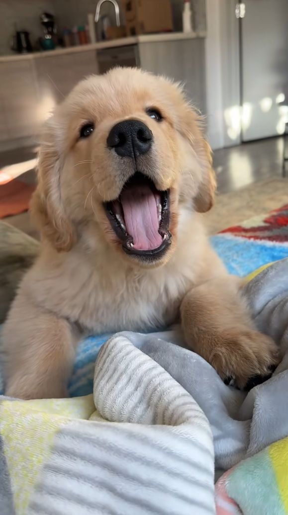 Maya_Jane66's tweet photo. As soon as I picked up my bag and left for work, my dog ​​rushed up and held my leg like, 'Why go to work? Stay home and rub my belly!' It really hindered my career, but it made me laugh all day long." 🤣🐕 https://t.co/g1532esGA0
