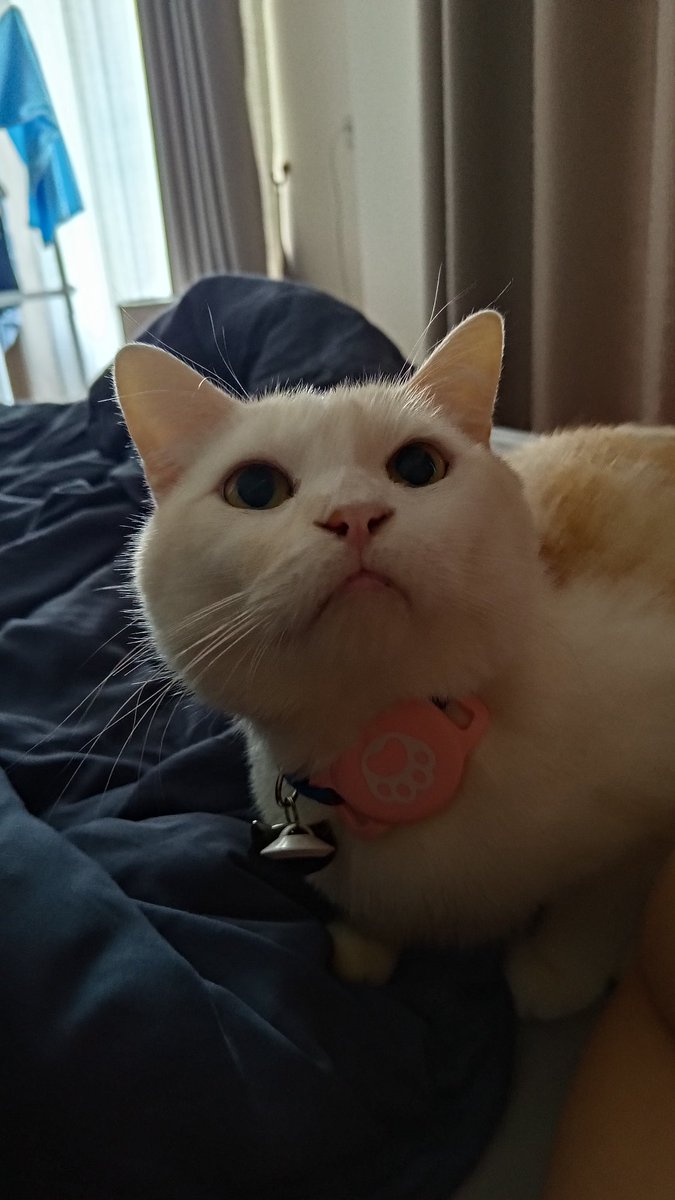 ทำผิดตาใสเลยนะ....

แมวเรื่องมาก รีบกินจนอ้วก(ใส่จานข้าวตัวเองด้วยนะ5555)
กินยากก็ไม่ยอมกิน 
เมื่อไหร่จะ 5กก. กับเขาซักทีเนี่ย