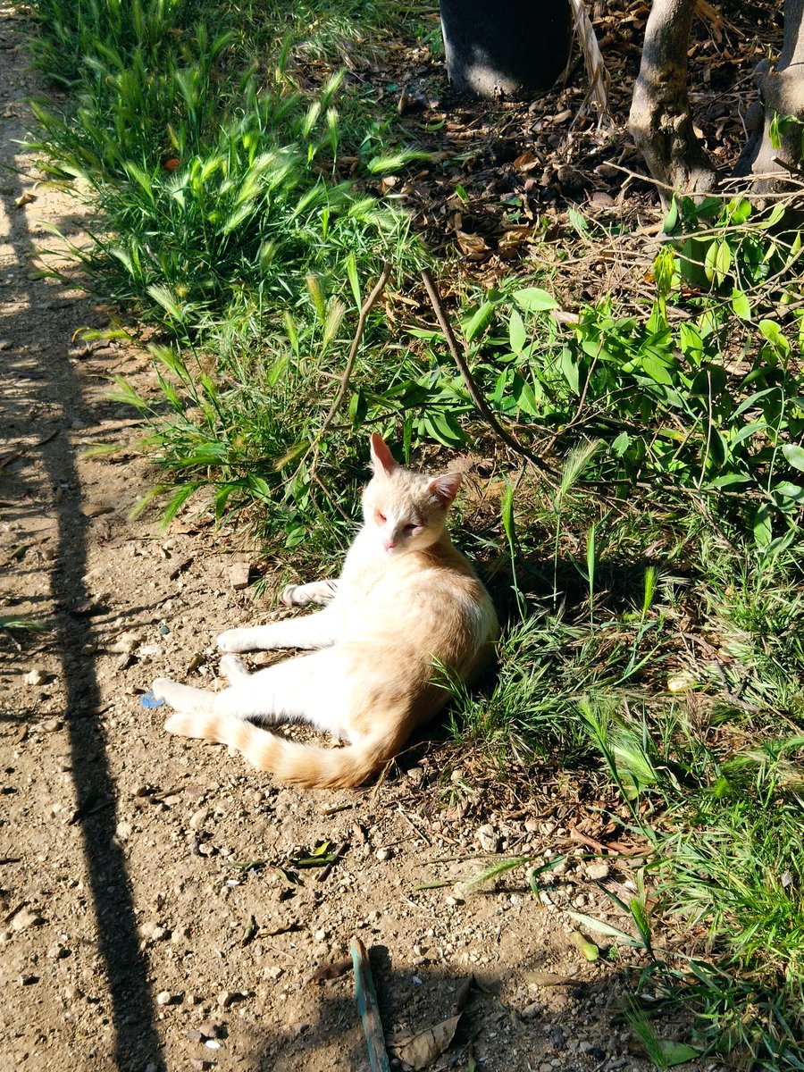 I found me some sun! 
#TheGozoDailyCat #busycat #feralcats #GardenFamily