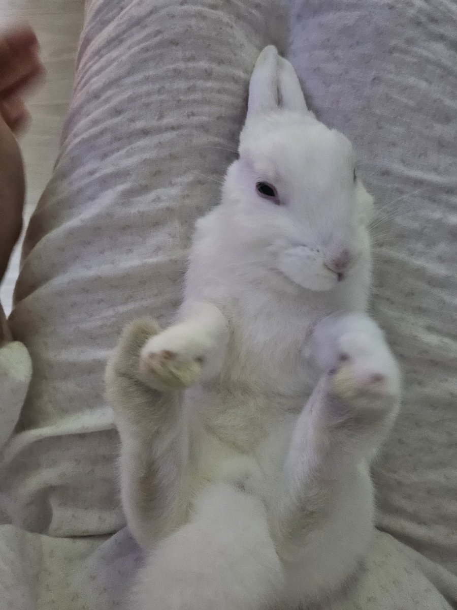 jeongmandu43966's tweet image. 사진 저장한거 죄송한데 토끼 앓고있던 병 있었나요? 애기를 얼마나 쪼물딱거렸으면 1년도 못 살고 죽음? 토끼들 저렇게 눕히면 척추에도 안좋고 심하면 기절하는 애들도 있던데 올라온 사진만 좀 봐도 토끼 스트레스 ㅈㄴ 받았을듯