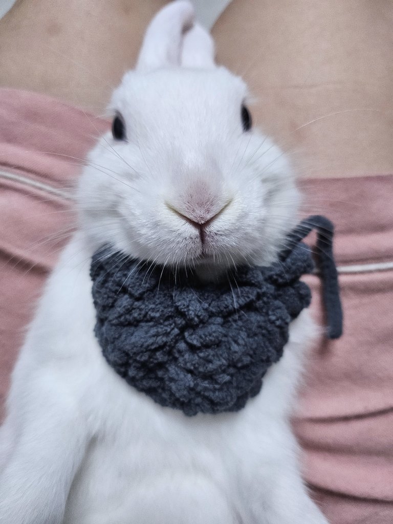 jeongmandu43966's tweet image. 사진 저장한거 죄송한데 토끼 앓고있던 병 있었나요? 애기를 얼마나 쪼물딱거렸으면 1년도 못 살고 죽음? 토끼들 저렇게 눕히면 척추에도 안좋고 심하면 기절하는 애들도 있던데 올라온 사진만 좀 봐도 토끼 스트레스 ㅈㄴ 받았을듯