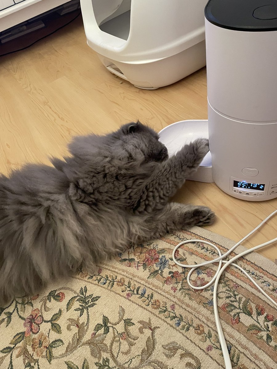 白鳥すわん（はん）🦢11/1-11/20オフ満喫中💤 (@shiratori_swan1