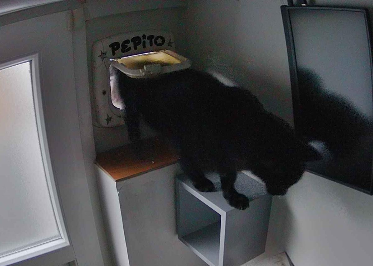 Pépito is back home (07:48:51)