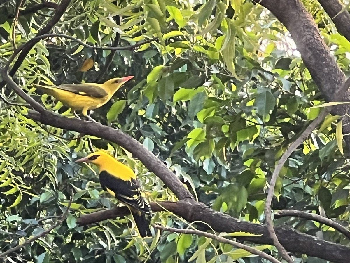 dogitization's tweet image. अब पछताये काय होत, जब चिड़िया चुग गई खेत! 
पूछिये ना संस्थाओ से की आठ साल इस मिशन ने ट्विटर पर आने की मिन्नत करी तब ये सभी संस्थाएं मिशन की बात क्यो नहीं सुन रही थी?
Tag कीजिए संस्थाओं को और सवाल पूछिये!
#Dogitization