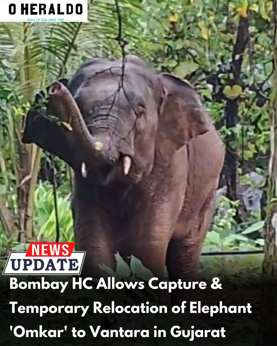 oheraldogoa's tweet photo. The Kolhapur bench of the Bombay High Court has permitted the capture and temporary relocation of Omkar, a wild elephant roaming Sindhudurg and Kolhapur districts, to the Radha Krishna Temple Elephant Welfare Trust (Vantara) in Gujarat where authorities will oversee | cont. https://t.co/VLW2qwi07o