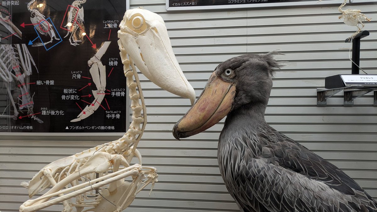ハシビロコウの骨格標本に千葉市動物公園って書いてあった