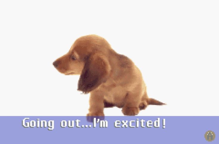 caninepoetry (@caninepoetry_) on Twitter photo 