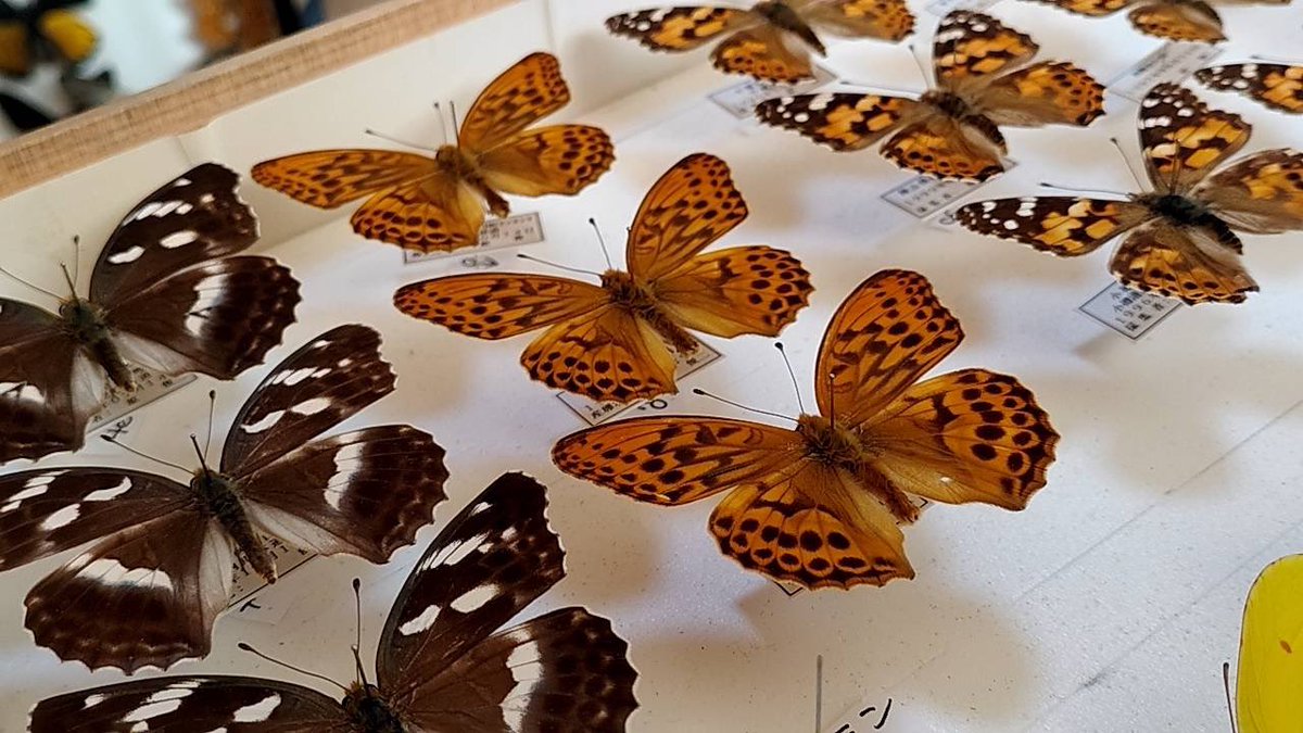 標本屋のぶんぶん (@poly_specimen) / Posts / X