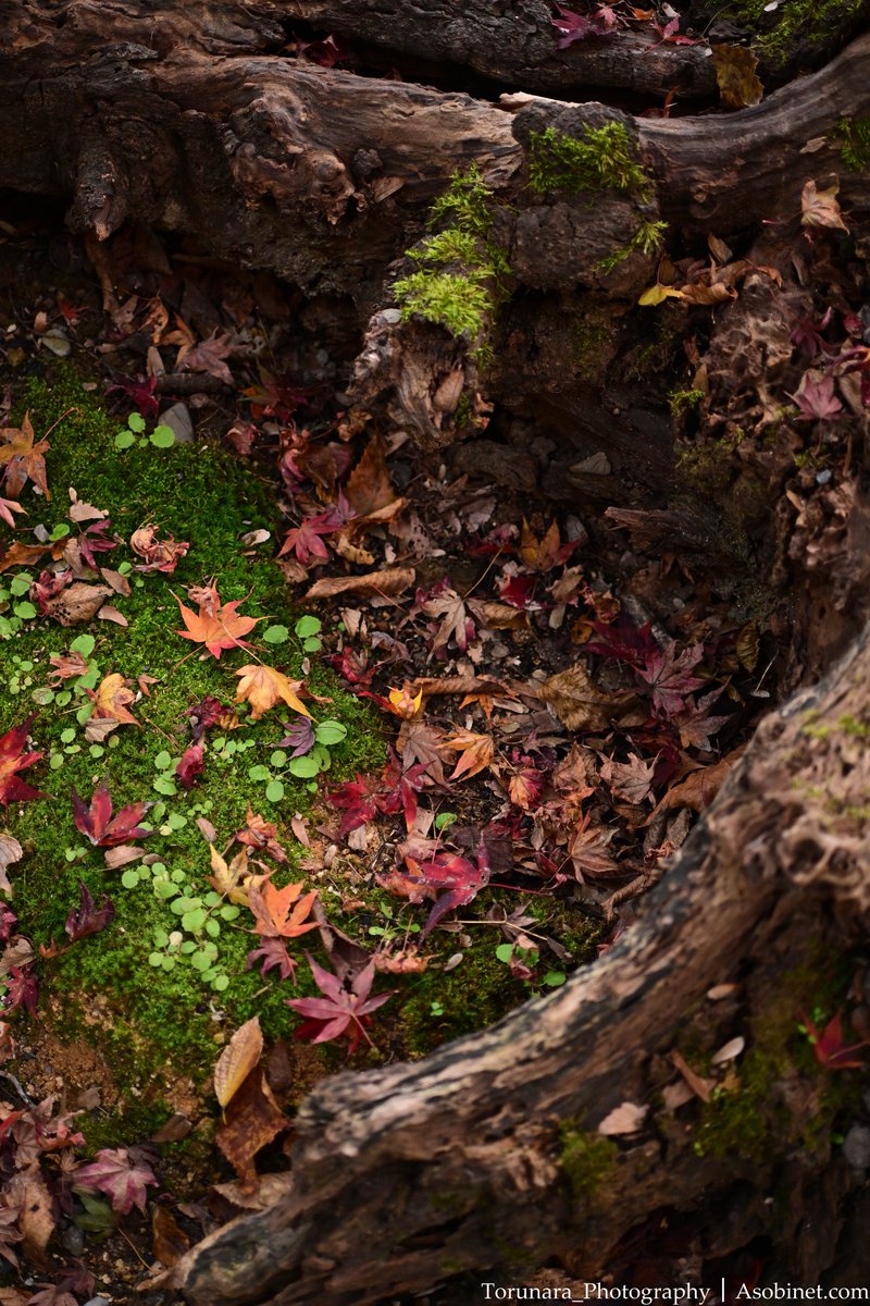 NIKKOR Z MC DX 35mm f/1.7 Z8 風景JPG