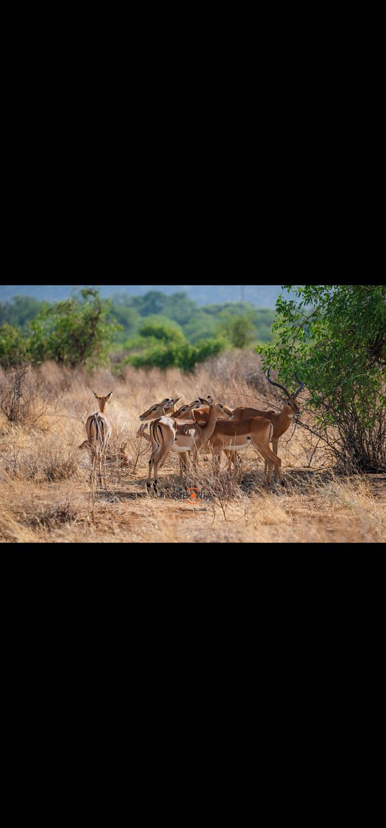 🎄✨ Our Christmas Edition in Samburu is loading… wild beauty, warm sunsets &amp; unforgettable memories. Ready to make this festive season magical? #KibariaTravel
#SamburuSopa
#Christmas