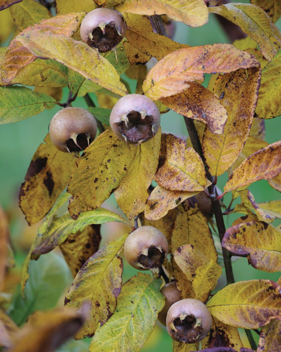 GdnsIllustrated's tweet photo. Fancy a dog's arse or monkey's bottom? The forgotten superfood with crude nicknames that chefs love...
https://t.co/tEY0nuLXK5
📸 Richard Bloom
✍️ Angela Youngman
#autumntrees https://t.co/UjaLi30ra8
