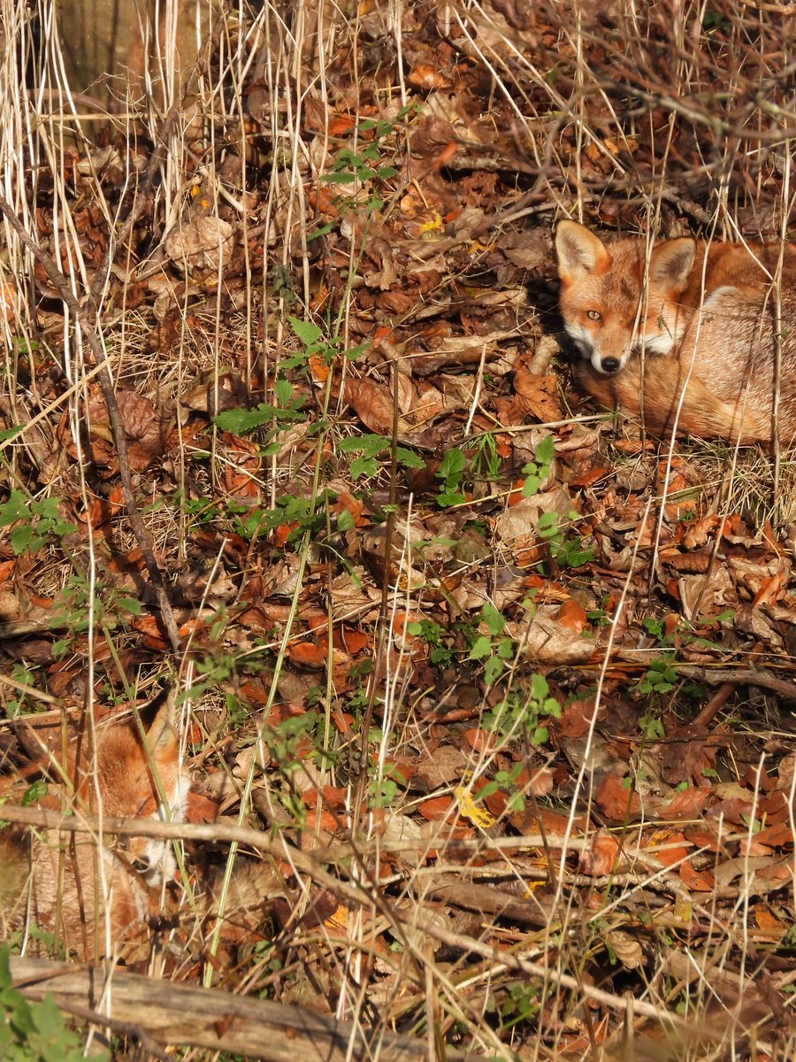 dBwarro's tweet image. #FoxOfTheDay  &amp;amp; #Twosday