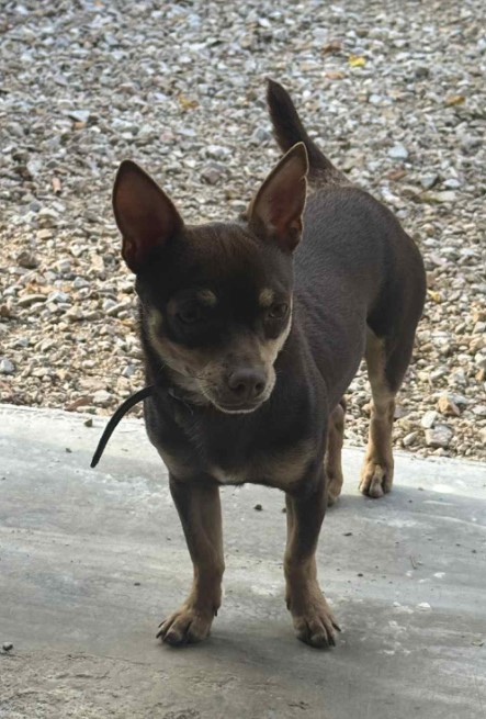 MissingTarn81's tweet photo. 18.11.25 Trouvé chien Chihuahua noir/feu à Labruguière (Les Auriols). Contact : https://t.co/qv0oNpRmtQ #Tarn https://t.co/HYRTQEMDvp