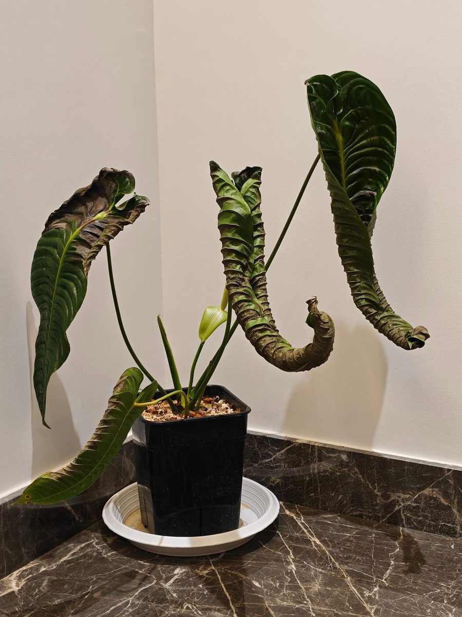 Зааны хамар гэдэг ургамал 🌵