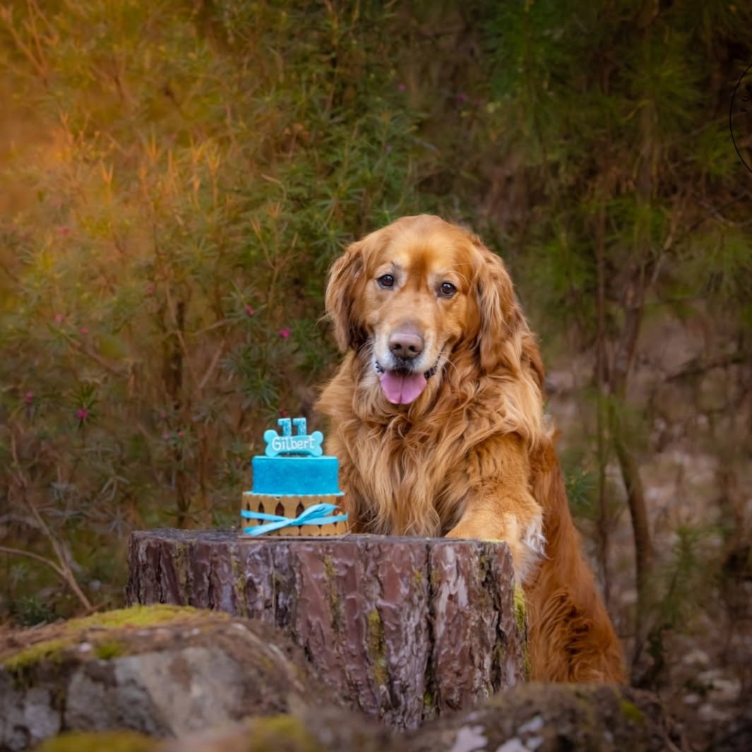 GillyTheGolden's tweet photo. It was my 11th Birthday a few weeks ago. Celebrated it with a day out and some cake #goldenretriever https://t.co/sPTfqUXov4