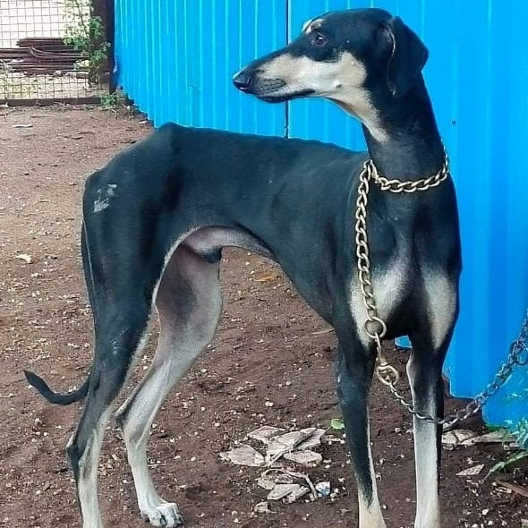 Best Indian dog breed - The Mudhol Hound, also known as the Caravan Hound or Karwani Hound, is a rare and ancient sighthound breed native to India. Originating from the Deccan Plateau in southern India, particularly around the town of Mudhol in Karnataka's Bagalkot district, this