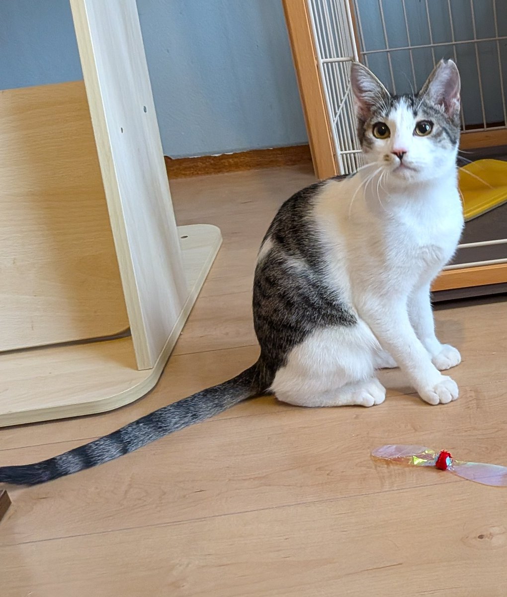 Post by izumi nishimura on X: 美猫です！