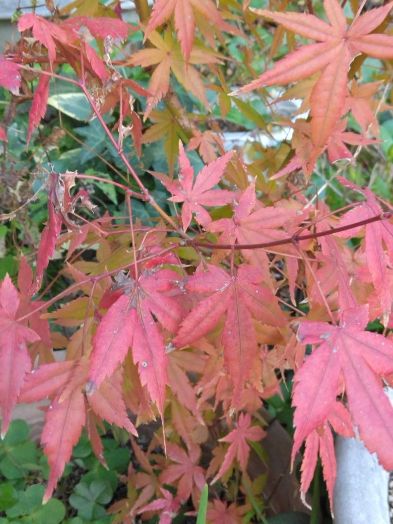もみじになります。 RT @9t44jYg2OYwO7W3: 自宅の庭に植えているモミジと鉢植えのモミジを