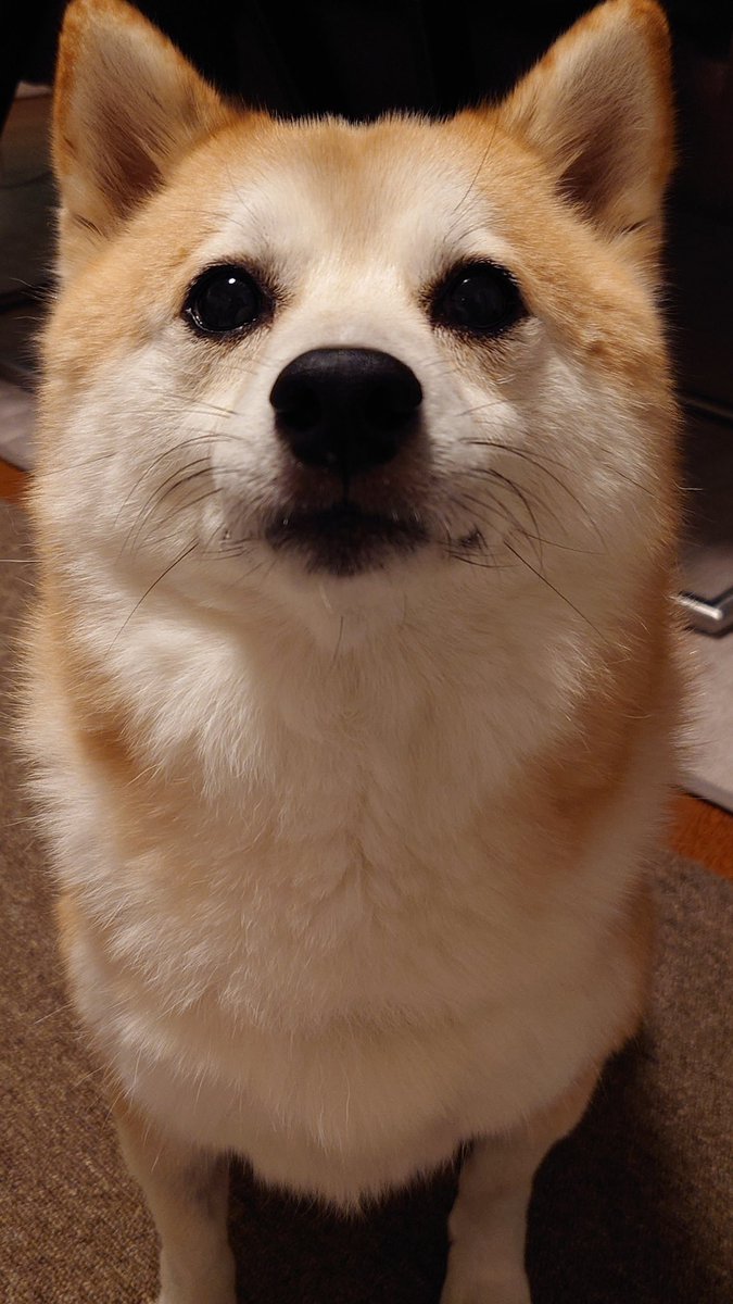 え、もふりたいんですか？