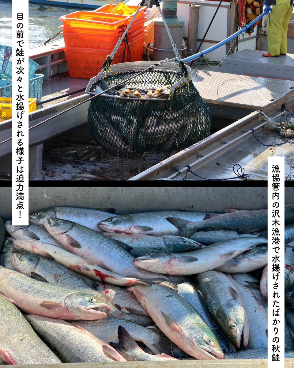 seikatsu_club's tweet photo. 【生活クラブ生協の活動レポート】
ほたてや秋鮭の産地“雄武”に行ってきました！
北海道の生産者を訪ねる水産産地交流会～雄武編～

▼記事全文はこちらからご覧ください。
https://t.co/SURWnpQ8iL

#生活クラブ #生産地交流会 #北海道 #雄武 #香深 #ほたて #秋鮭 #ほっけ #雄武漁協 #香深漁協 #北海道漁協 #SDGs #共同購入 #生活クラブ生協 #生活クラブの消費材 #宅配生協 #安心安全