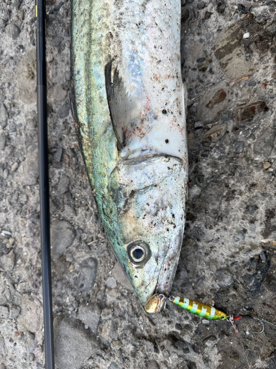 DAIWA SW Fishing Shore (@d_sw_shore) / Posts / X