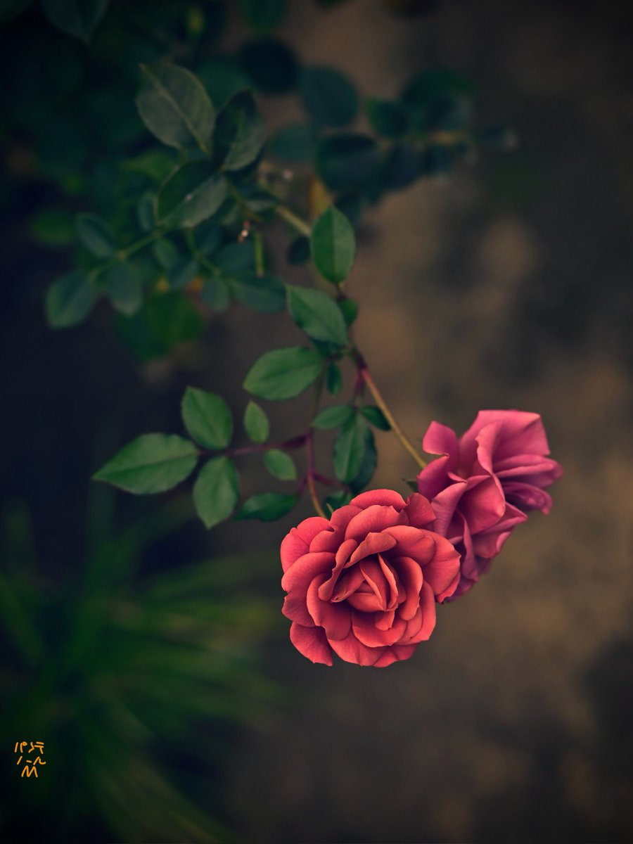 🌹( -ω- `) ﾊﾞﾗﾉｻﾀﾞﾒﾆｳﾏﾚﾀ… 横浜イングリッシュガーデンの薔薇 Z5II