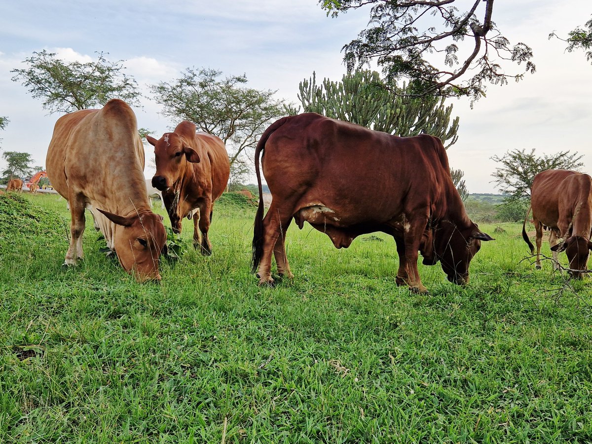 UG 🇺🇬 is unstoppable, good morning