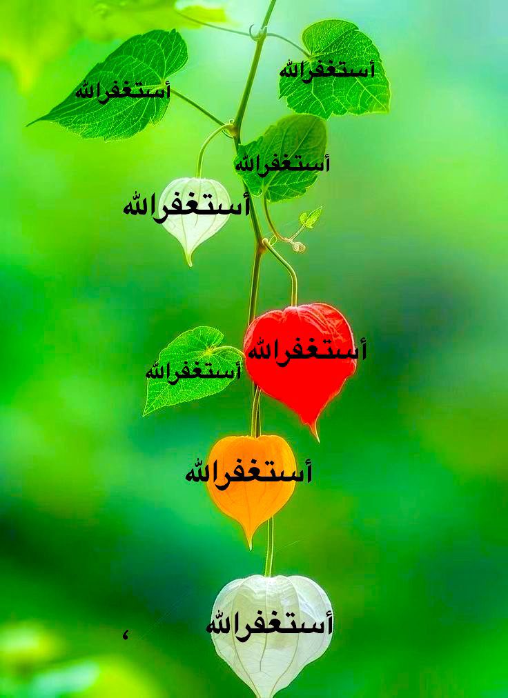 🌿

🌱أستغفرالله🌱أستغفرالله🌱أستغفر الله🌱

🌱أستغفرالله🌱أستغفرالله🌱أستغفر الله🌱

🌱أستغفرالله🌱أستغفرالله🌱أستغفر الله🌱

🌱أستغفرالله🌱أستغفرالله🌱أستغفر الله🌱

🌱أستغفرالله🌱أستغفرالله🌱أستغفر الله🌱

🌿