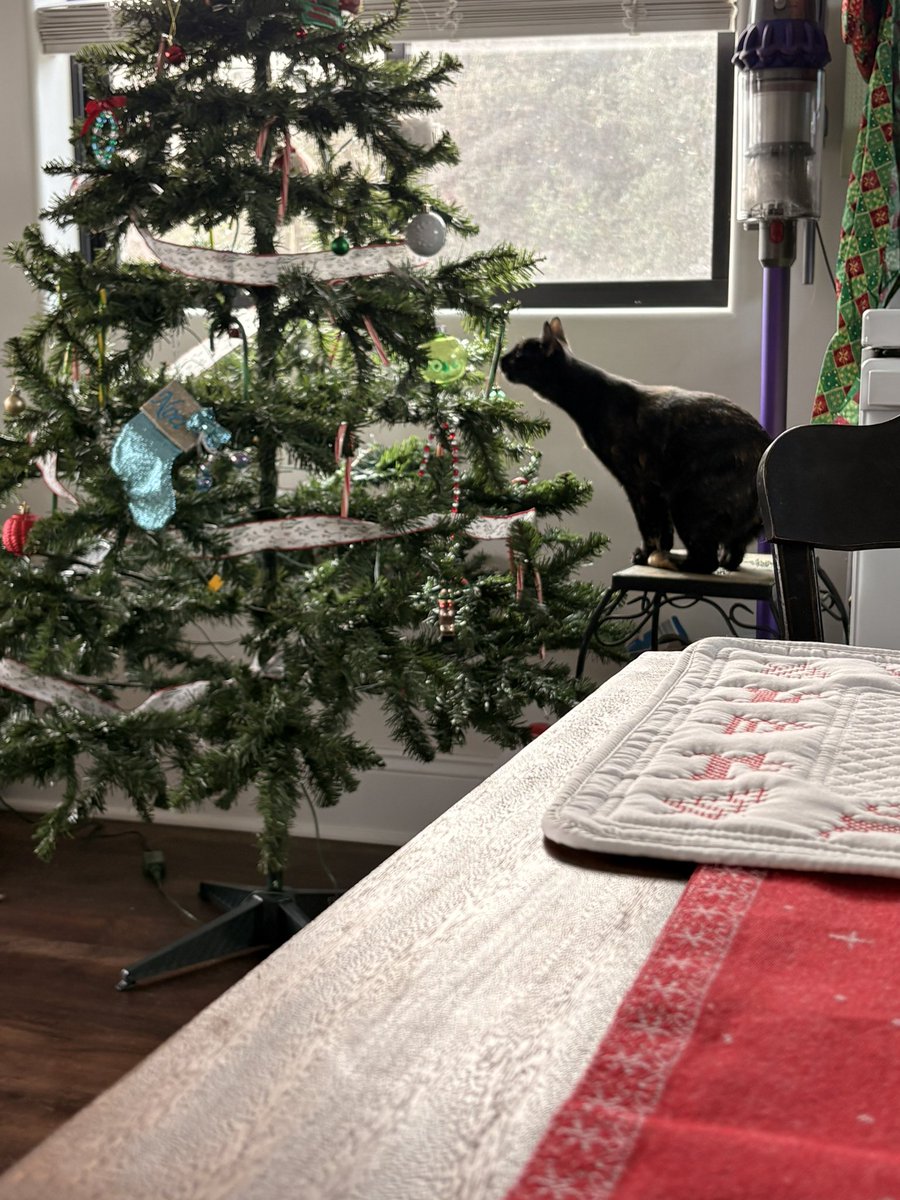 For the love of god someone tell me why my kittens’ neck is so long 😭