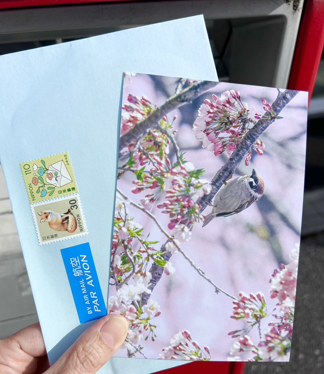 ArumatT14's tweet image. 今日出した2通📮アメリカ🇺🇸とドイツ🇩🇪へ。スズメってこうして見るととても可愛いな…☺️ #postcrossing #postcard #ポスクロ