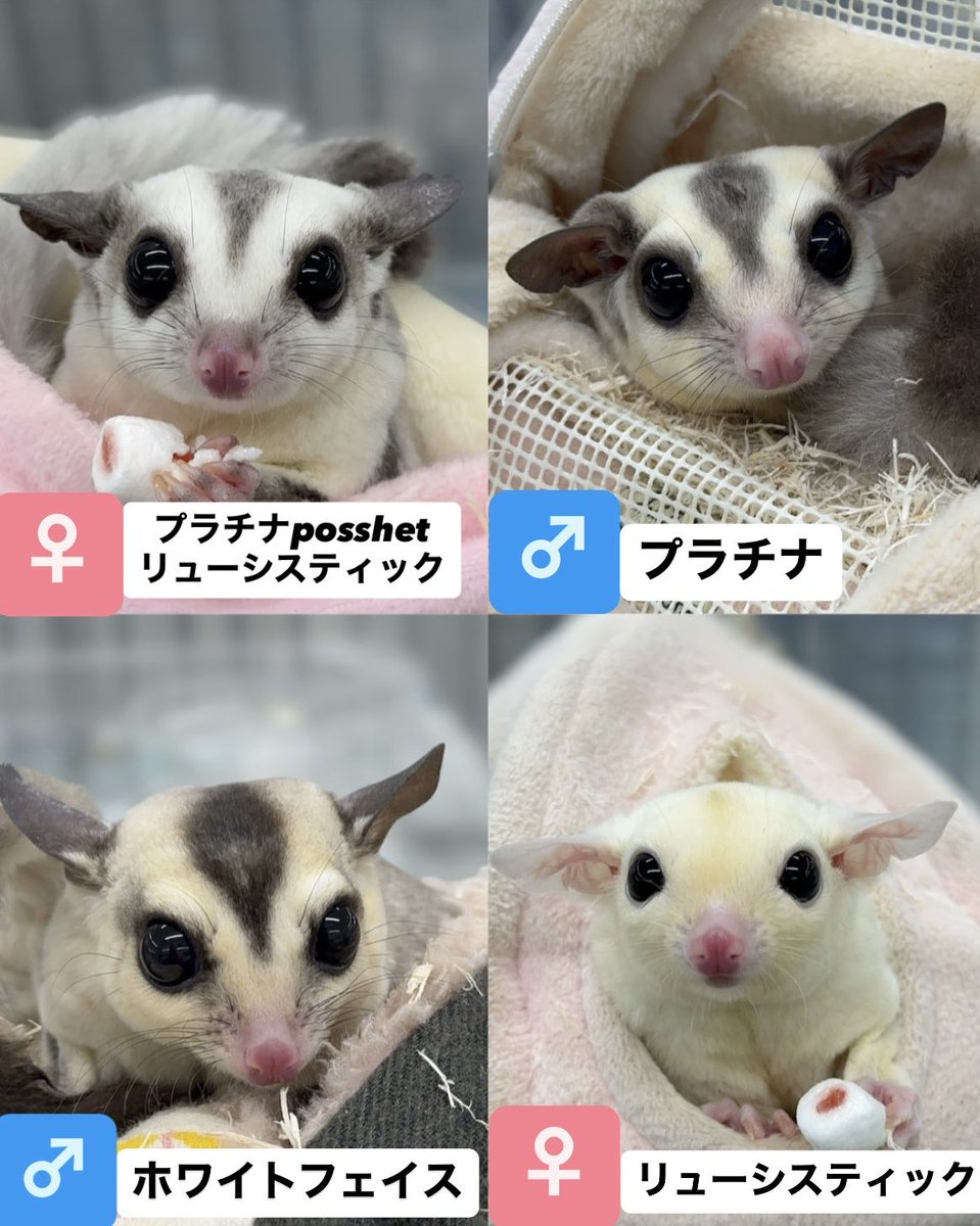 フクロモモンガ】 当店のフクモモご紹介です🥰💞 夜行性のため基本的に