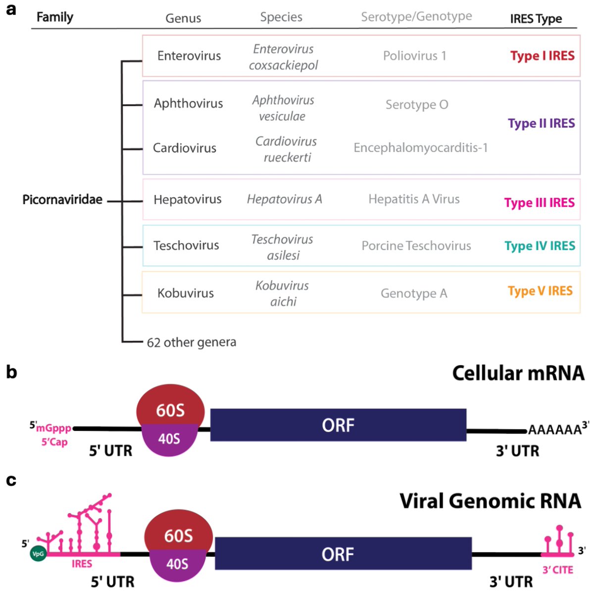 VirusesMDPI's tweet image. 🔬Roles of RNA Structures in the Genome Translation of (+) Sense RNA Viruses

by Lu et al. 

👉mdpi.com/1999-4915/17/1…
#virus #RNA #protein