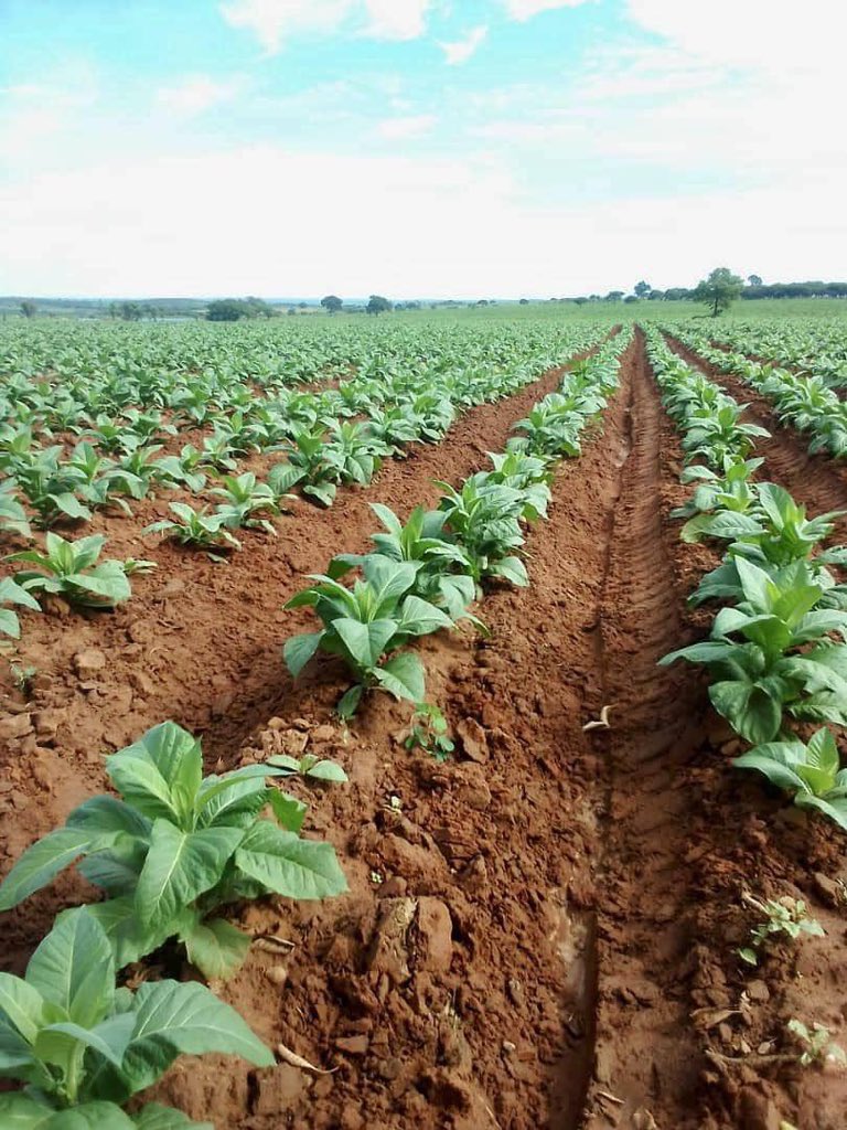 CP Chemicals Pvt Ltd tweet media