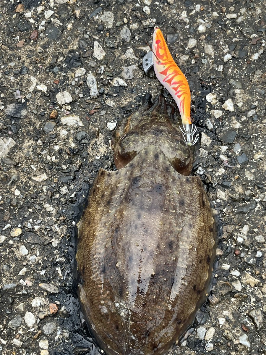 のりまる (@norimaru0304) / Posts / X