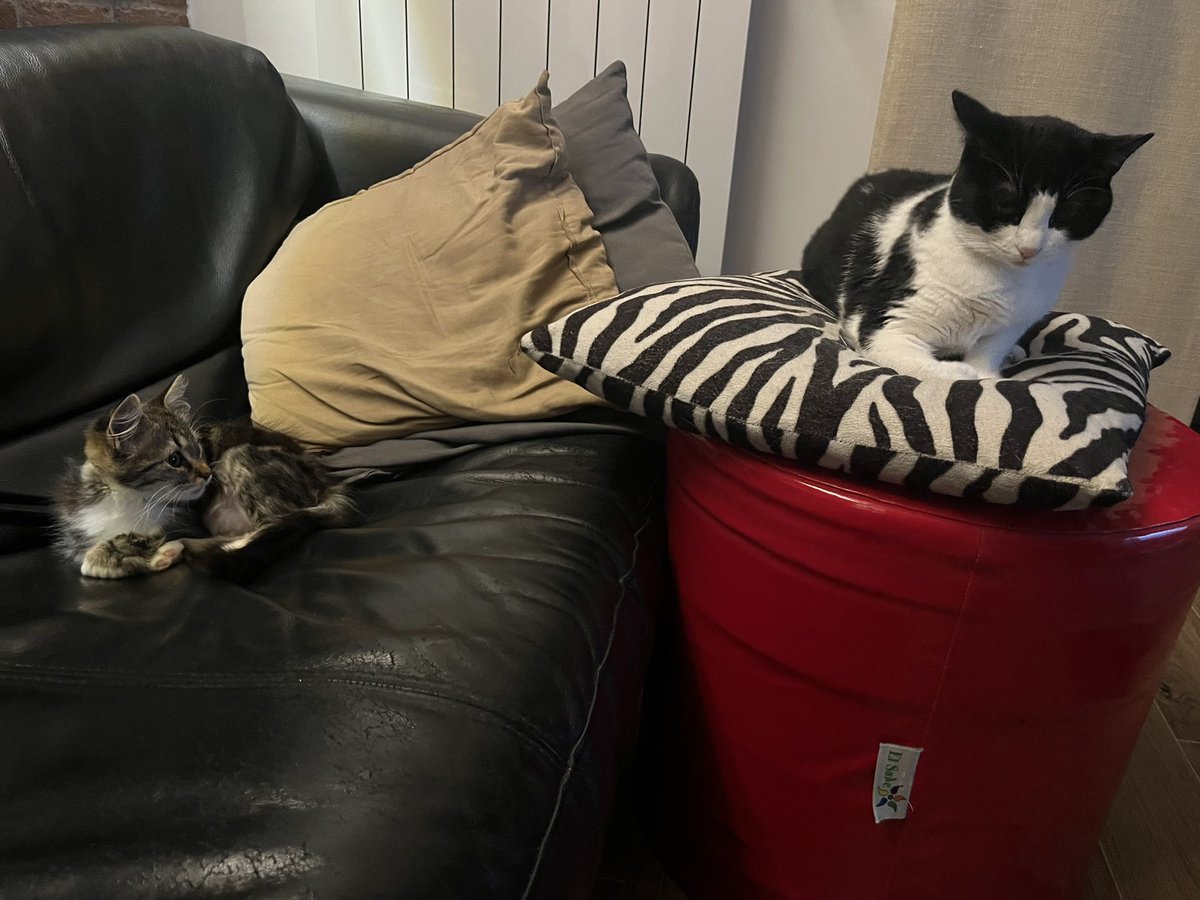 BLACKADAPROGRAM's tweet image. Momento di pace. 
BettyDavis &amp;amp; Orea 
#Gatti