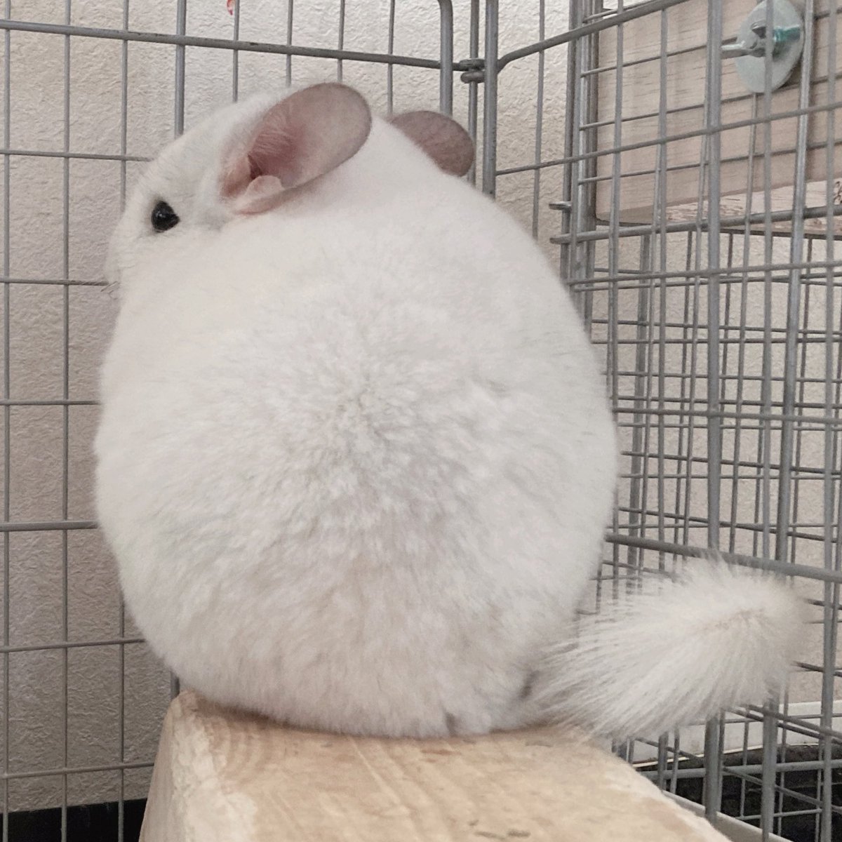 コダマナオコ🐈 (@powder705) / Posts / X