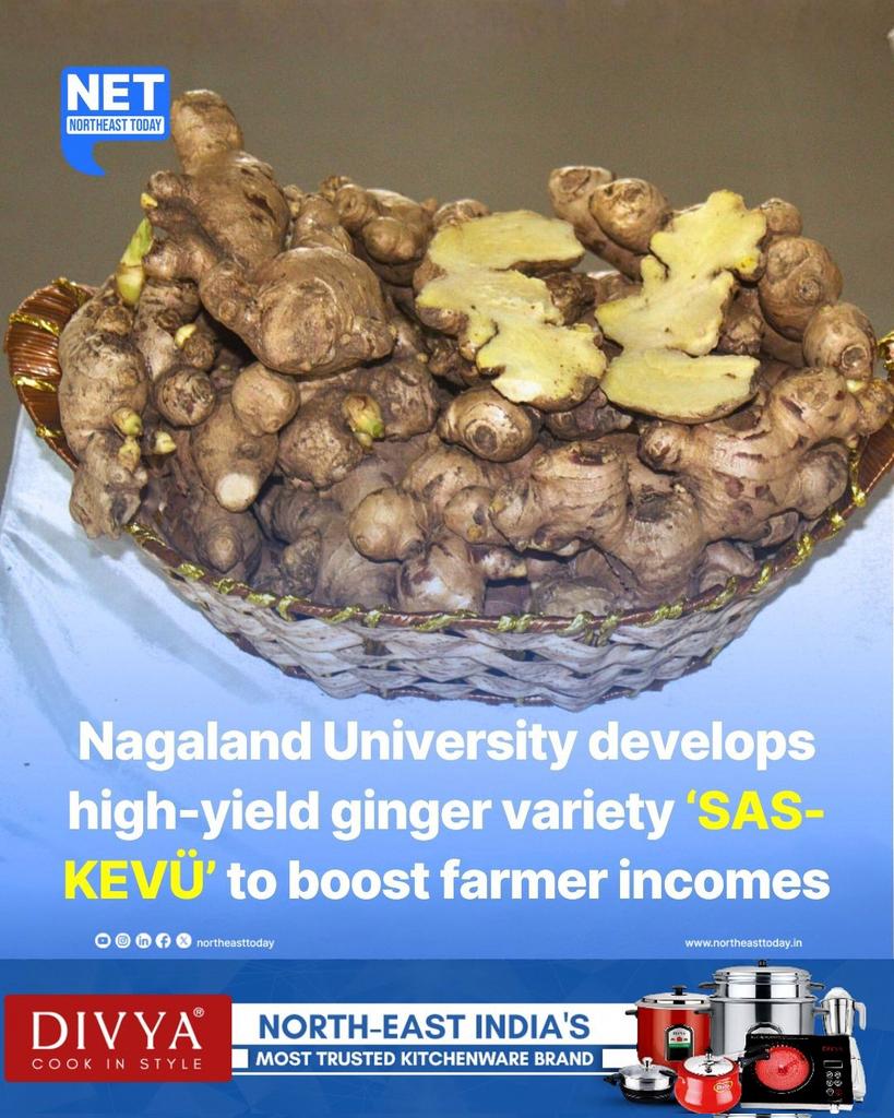 NortheastToday's tweet image. #NetSnippet | Nagaland University has developed a high-yield ginger variety, SAS-KEVÜ, aimed at increasing farmer incomes and supporting India’s ginger value chain. The variety, which matures in nine months, combines high yield, market acceptance, and desirable rhizome traits,…